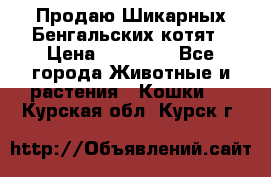 Продаю Шикарных Бенгальских котят › Цена ­ 17 000 - Все города Животные и растения » Кошки   . Курская обл.,Курск г.